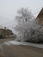Třibřichy