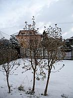 Třibřichy