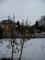 Třibřichy