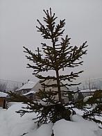 Skalité