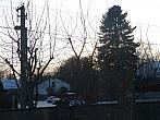 Třibřichy