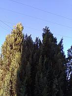Skalité