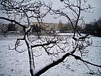 Borovina