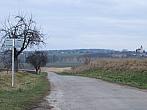 Třibřichy