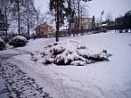 Borovina