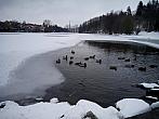 Borovina