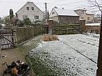 Třibřichy