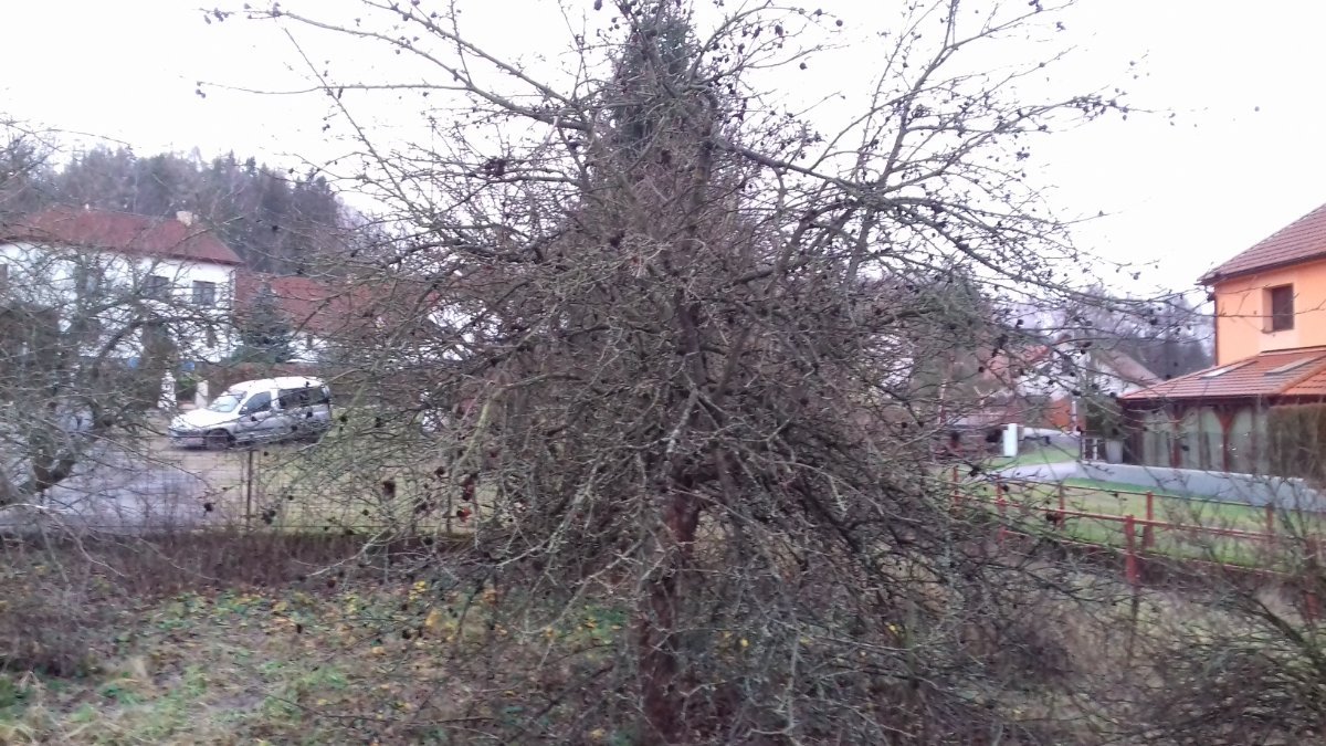 Olešná