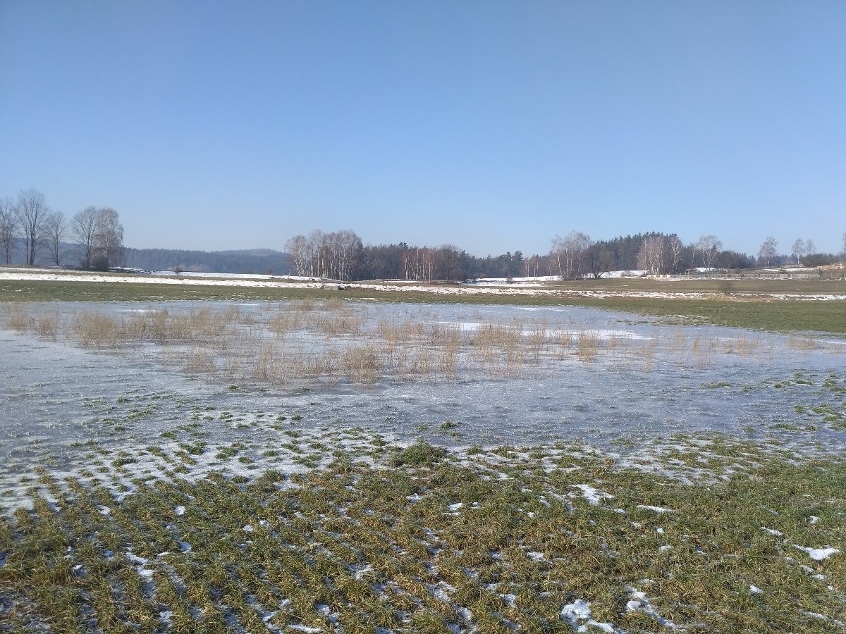 Kojčice