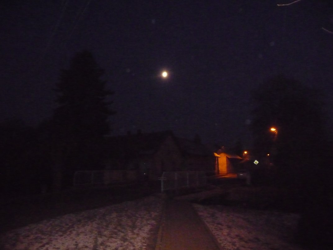 Třibřichy