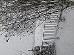 Ostarva