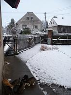 Třibřichy
