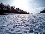 Borovina
