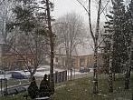 Borovina