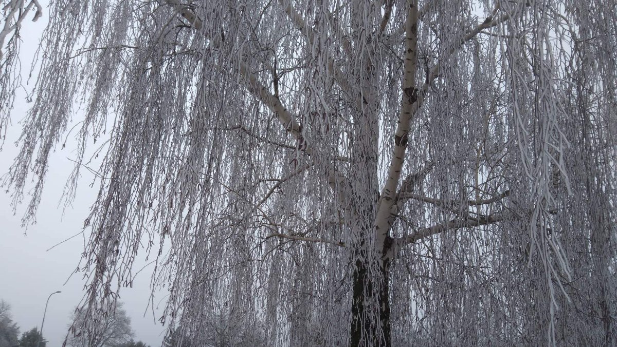 Borovina