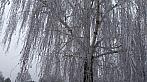 Borovina