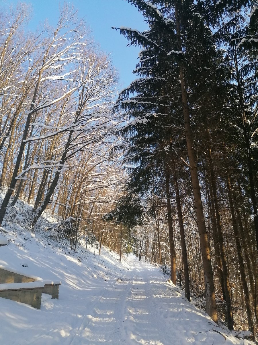 Hvozdnica