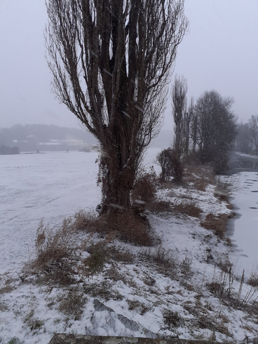 Dobřany