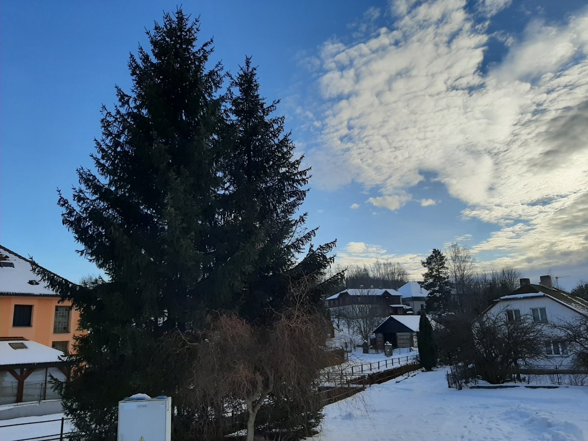 Olešná