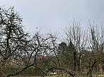 Olešná