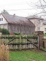 Třibřichy