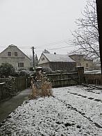 Třibřichy