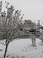 Třibřichy