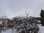 Olešná