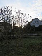 Třibřichy