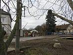 Třibřichy