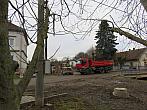 Třibřichy