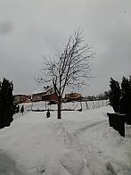 Skalité