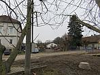 Třibřichy
