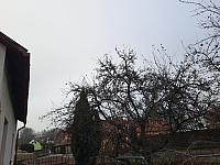 Olešná