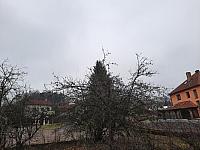 Olešná