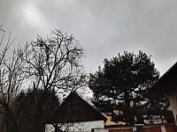 Olešná