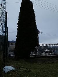 Skalité