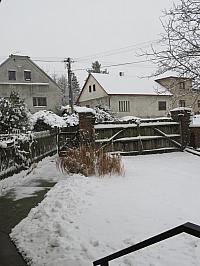 Třibřichy