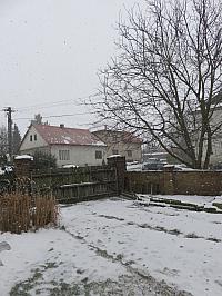 Třibřichy