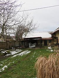Třibřichy