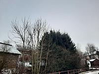 Olešná