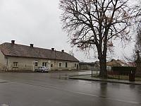 Třibřichy