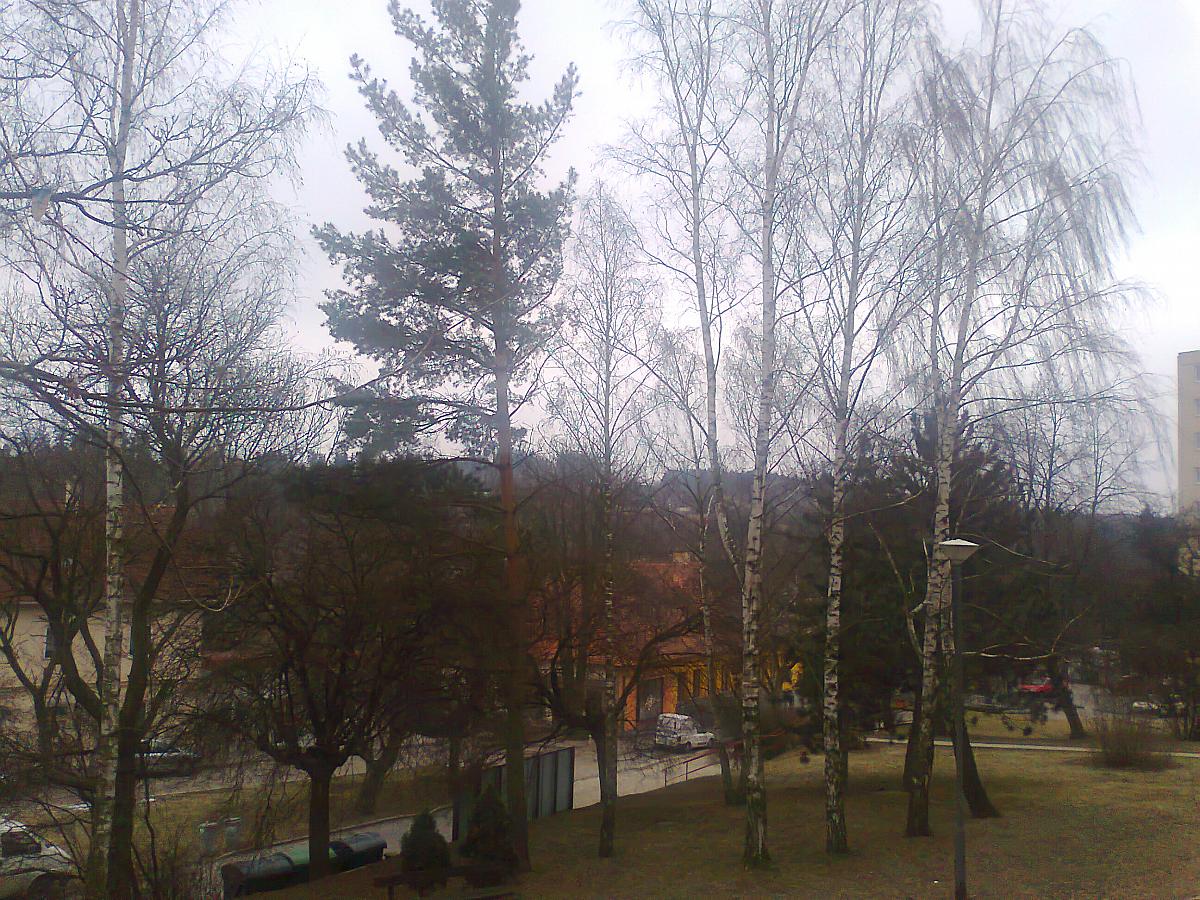 Borovina