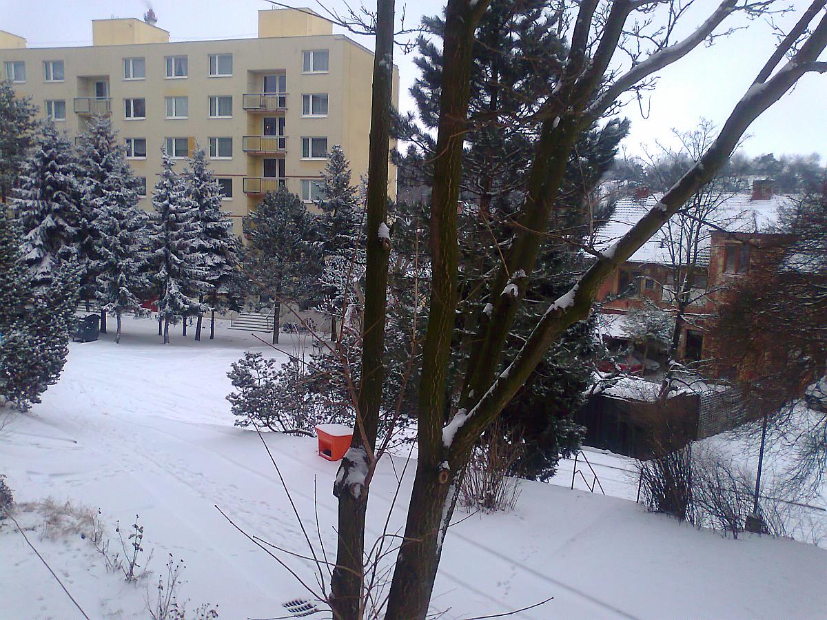 Borovina