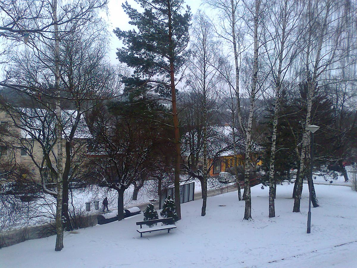 Borovina