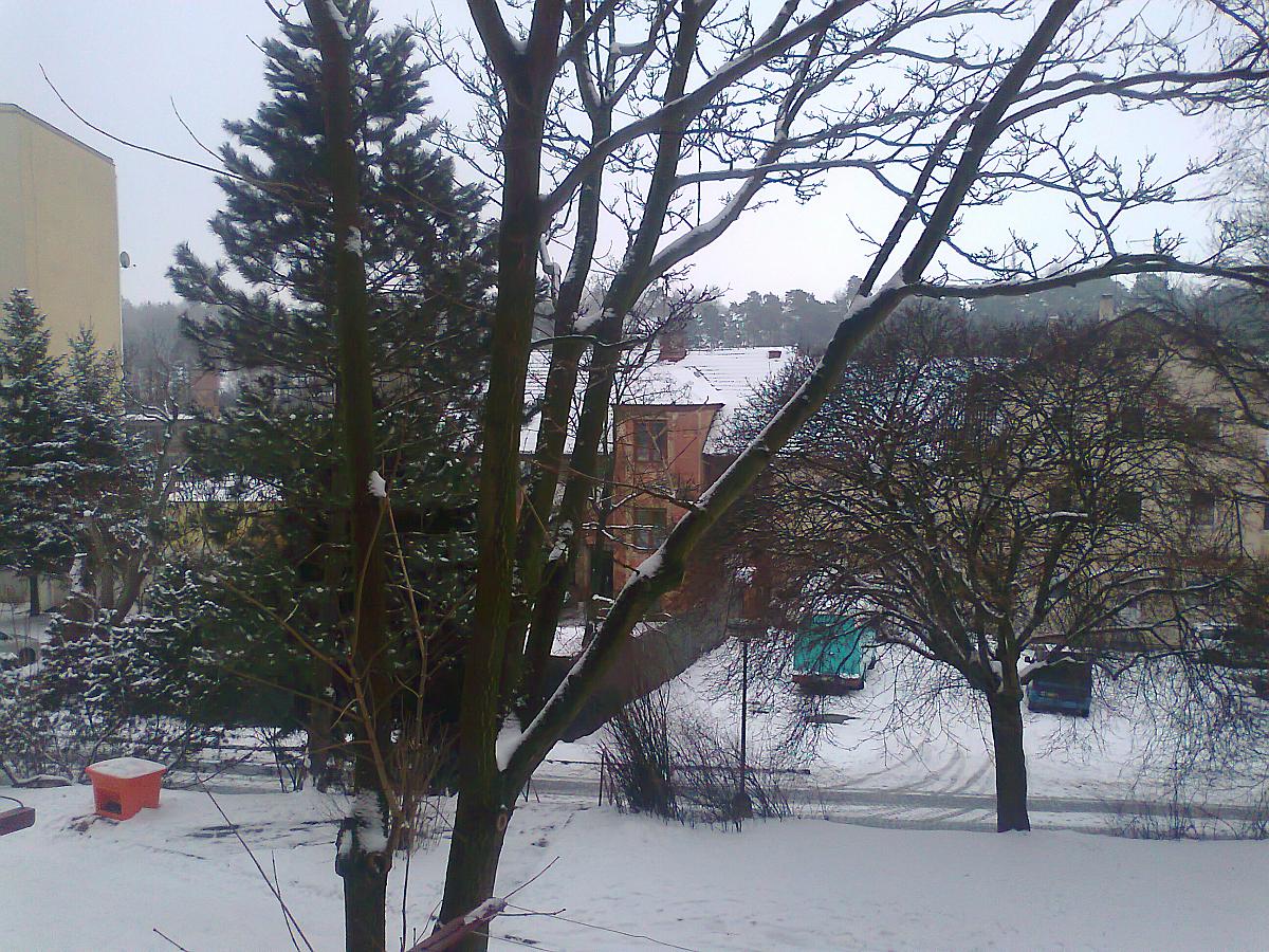 Borovina