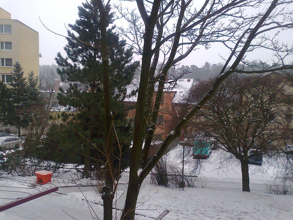 Borovina