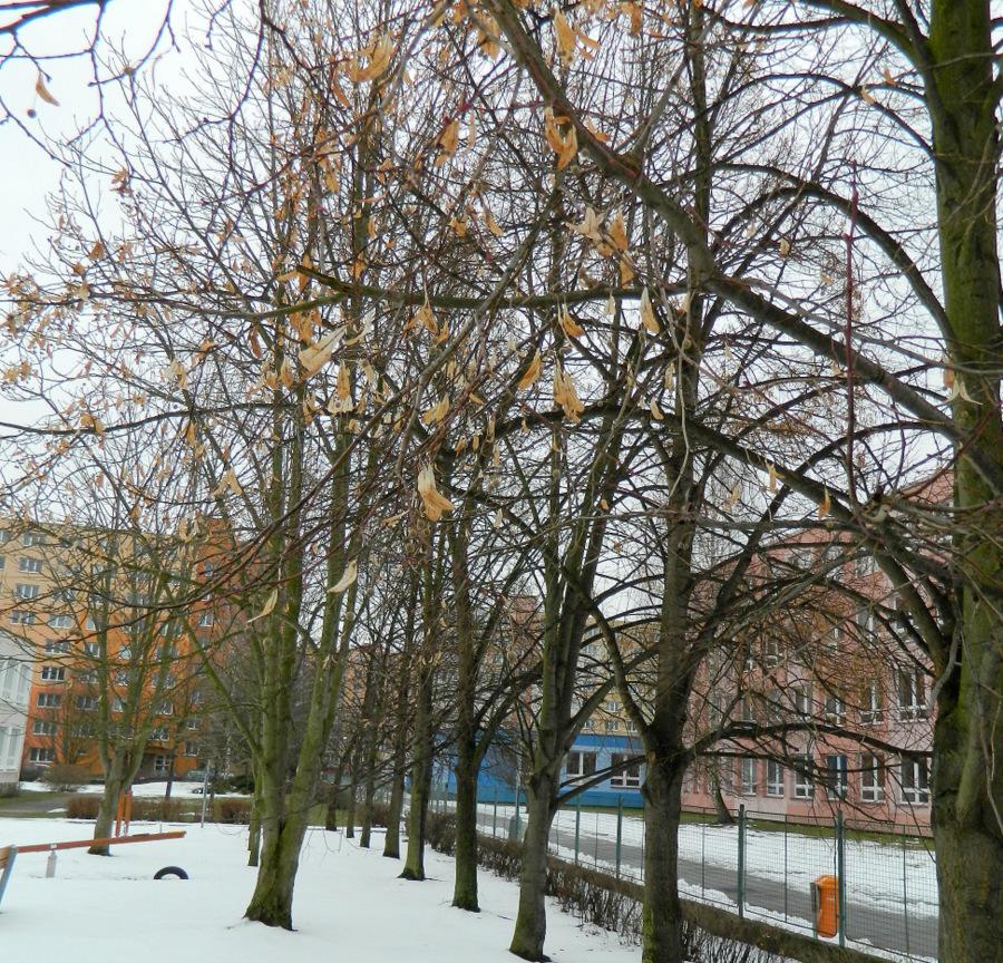 České Budějovice