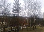 Borovina