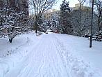 Borovina